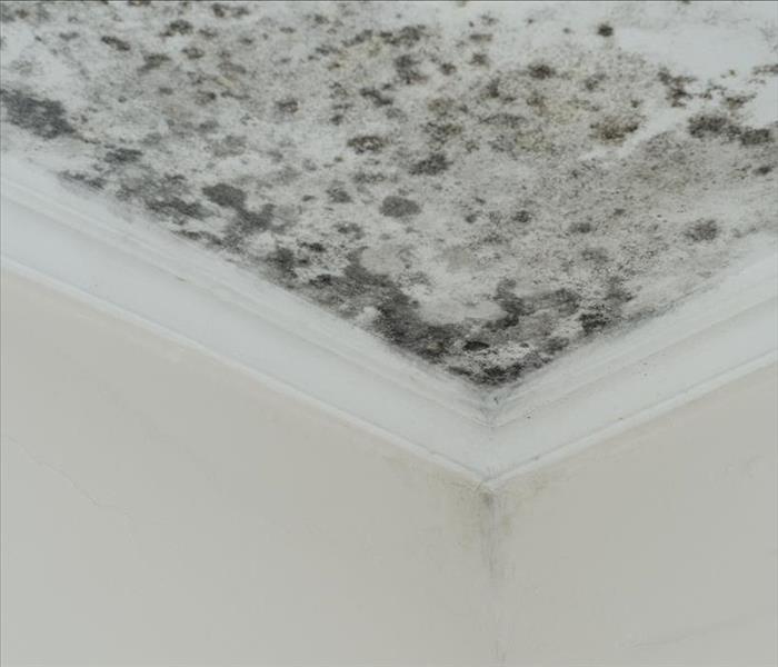 mold damage ceiling