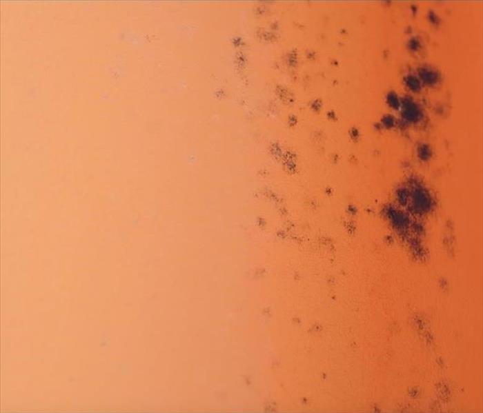 black mold on an orange wall