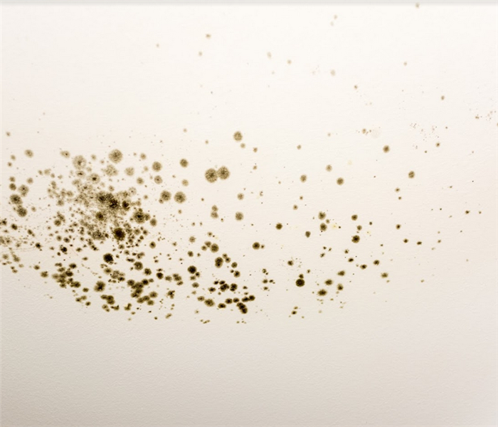 mold growing on the wall of a room