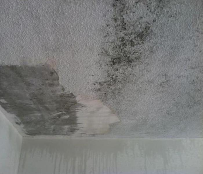 Mold on Ceiling