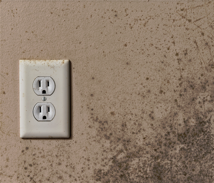 mold growing on the wall next to an electrical outlet